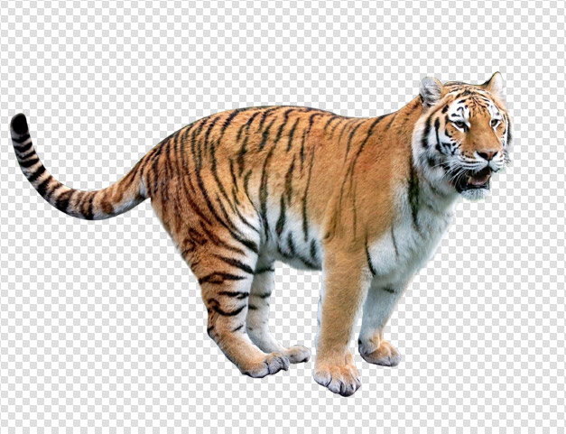 Tiger Png Pic Transparent PNG Image