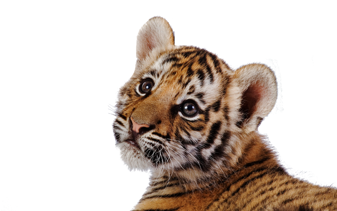 Tiger Transparent Transparent PNG Image