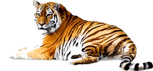 Tiger Picture Transparent PNG Image