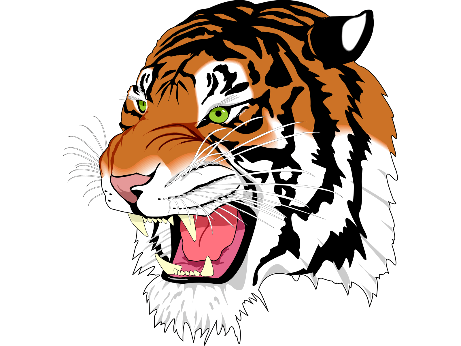 Tiger Png Image Download Tigers Transparent PNG Image