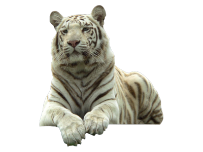 White Tiger Image Transparent PNG Image