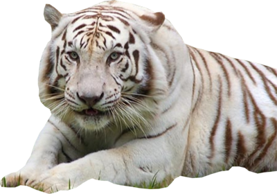 White Tiger File Transparent PNG Image