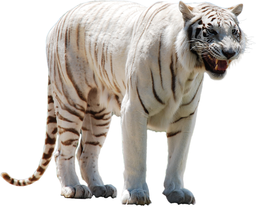 White Tiger Transparent PNG Image