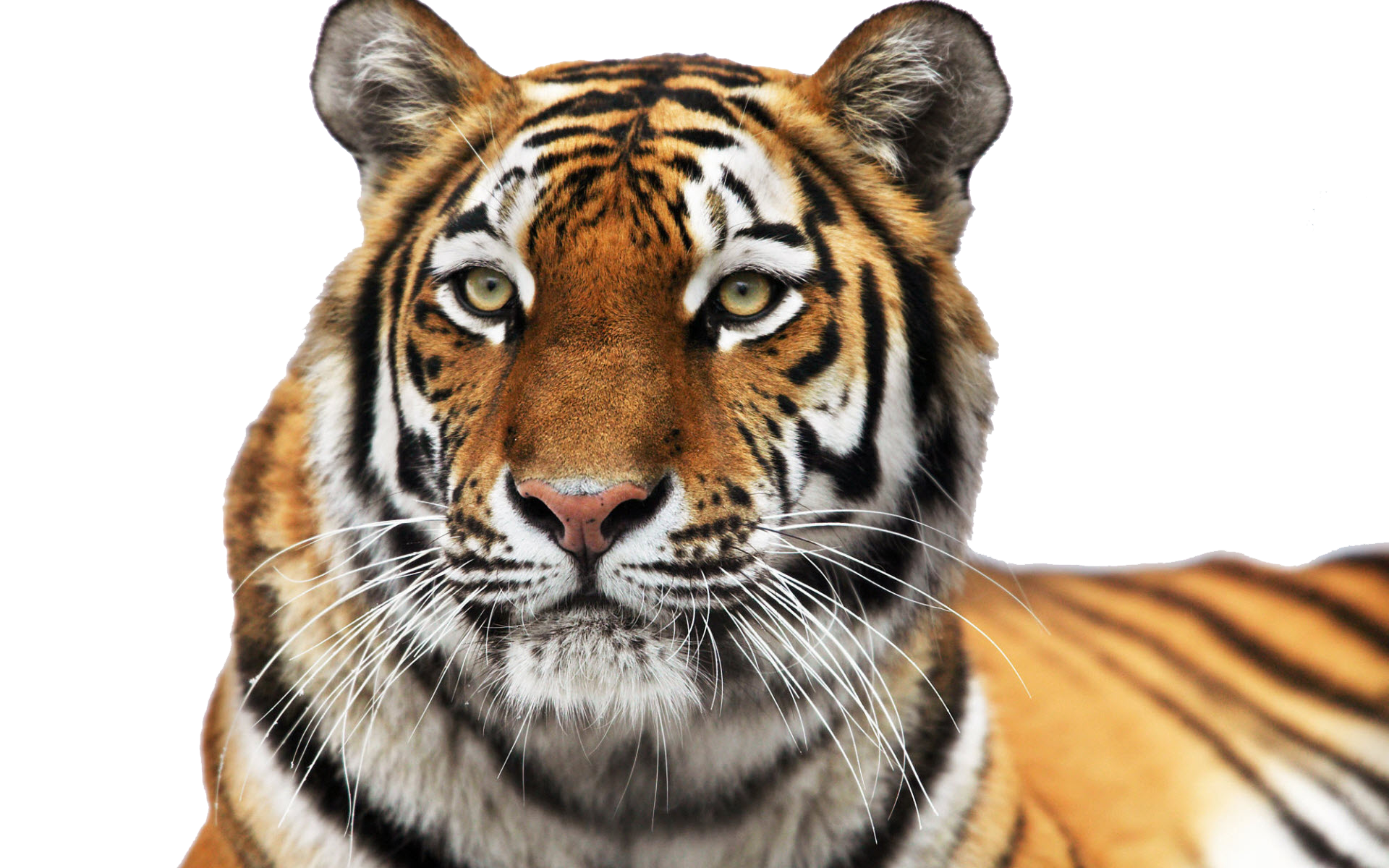 Tiger Face Clipart Transparent PNG Image