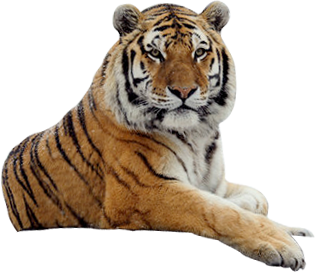 Tiger Free Png Image Transparent PNG Image