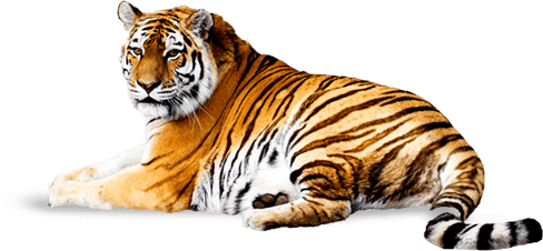 Tiger Png Image Download Tigers Transparent PNG Image