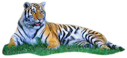 Tiger Png Transparent PNG Image