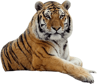 Tiger Png Image Download Tigers Transparent PNG Image