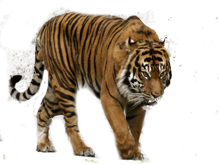 Tiger Png Clipart Transparent PNG Image