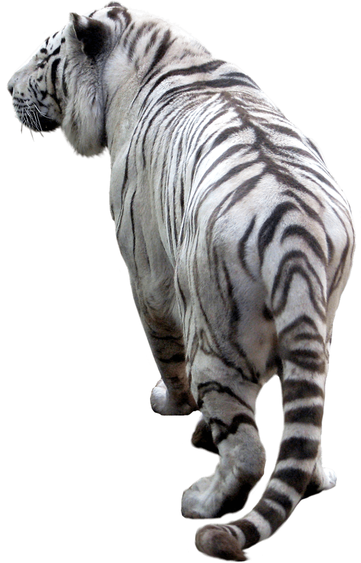 Tiger Png Image Download Tigers Transparent PNG Image