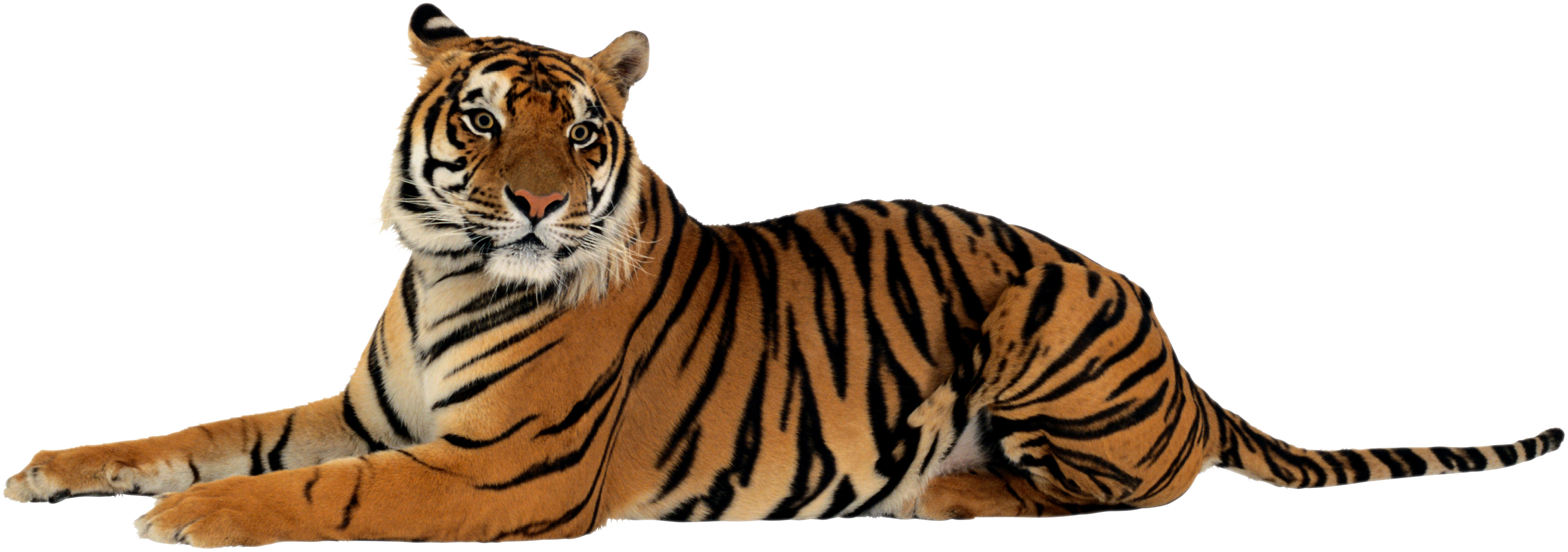 Tiger Png File Transparent PNG Image