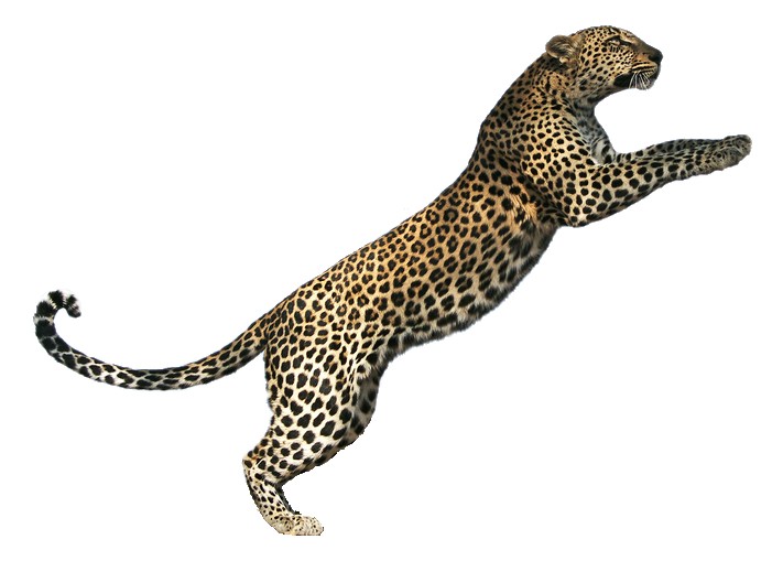 Jaguar Leopard Cat Tiger Lion Cheetah Transparent PNG Image