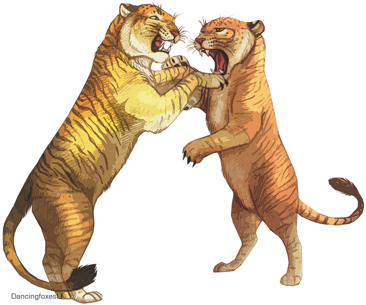 Tiger Liger Lion Drawing Tigon PNG Download Free Transparent PNG Image