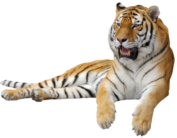 Tiger Png Picture Transparent PNG Image