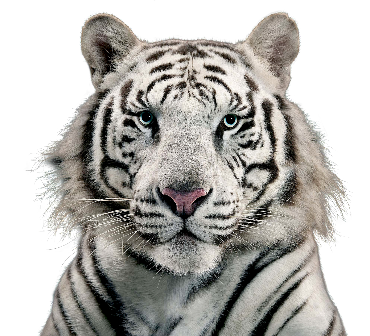 Snout Wildlife Siberian Cat Tiger White Transparent PNG Image