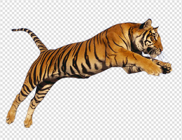 Tiger Download Png Transparent PNG Image