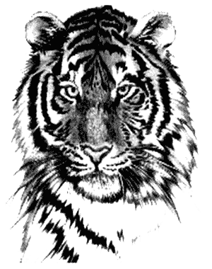 Tiger Tattoos Png Image Transparent PNG Image