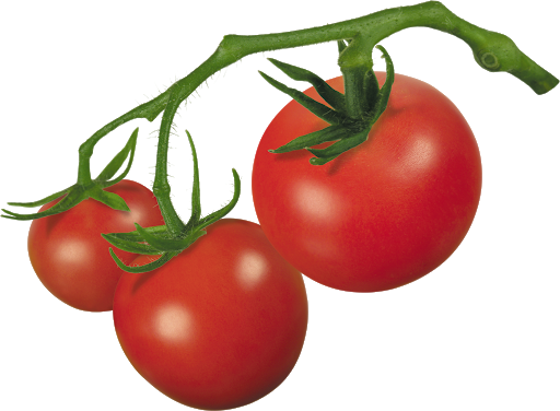 Fresh Tomatoes Bunch Free Clipart HQ Transparent PNG Image