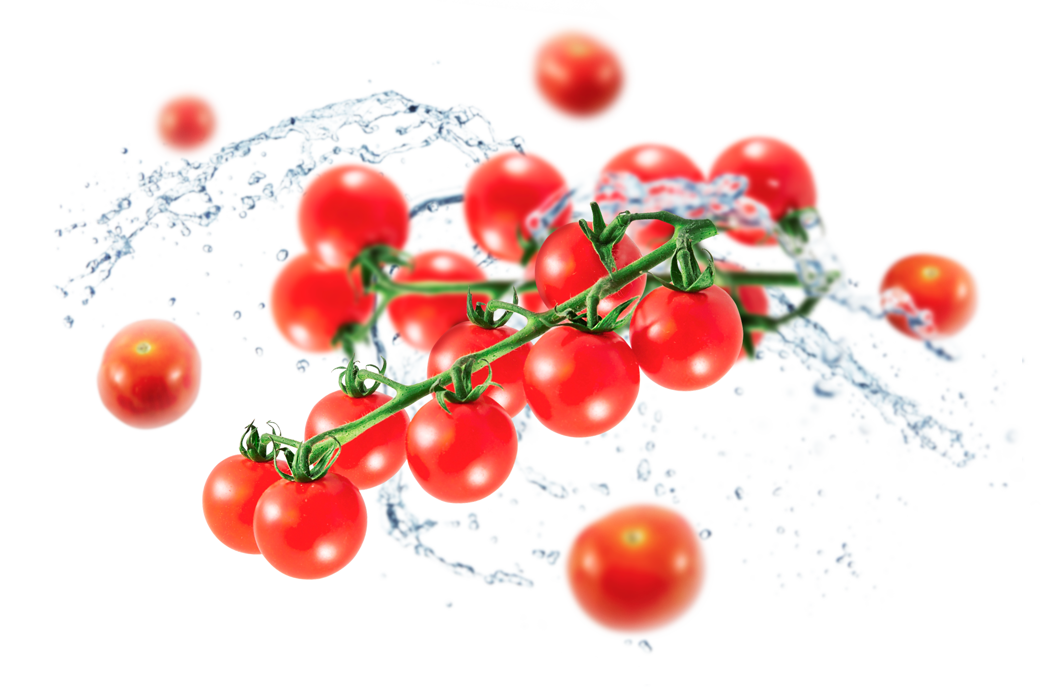 Fresh Photos Juicy Tomatoes Bunch Transparent PNG Image