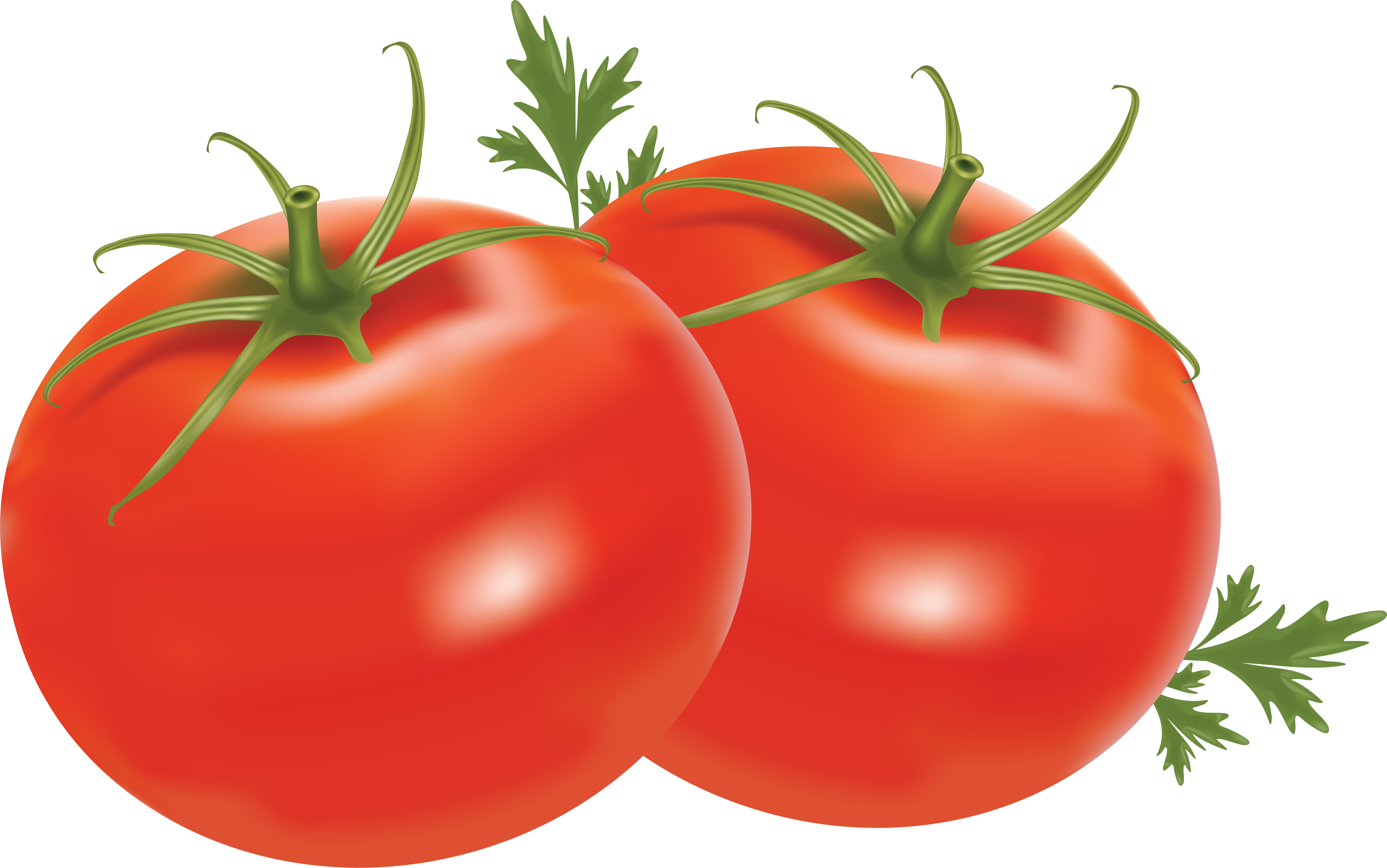 Fresh Organic Tomatoes Bunch PNG Image High Quality Transparent PNG Image