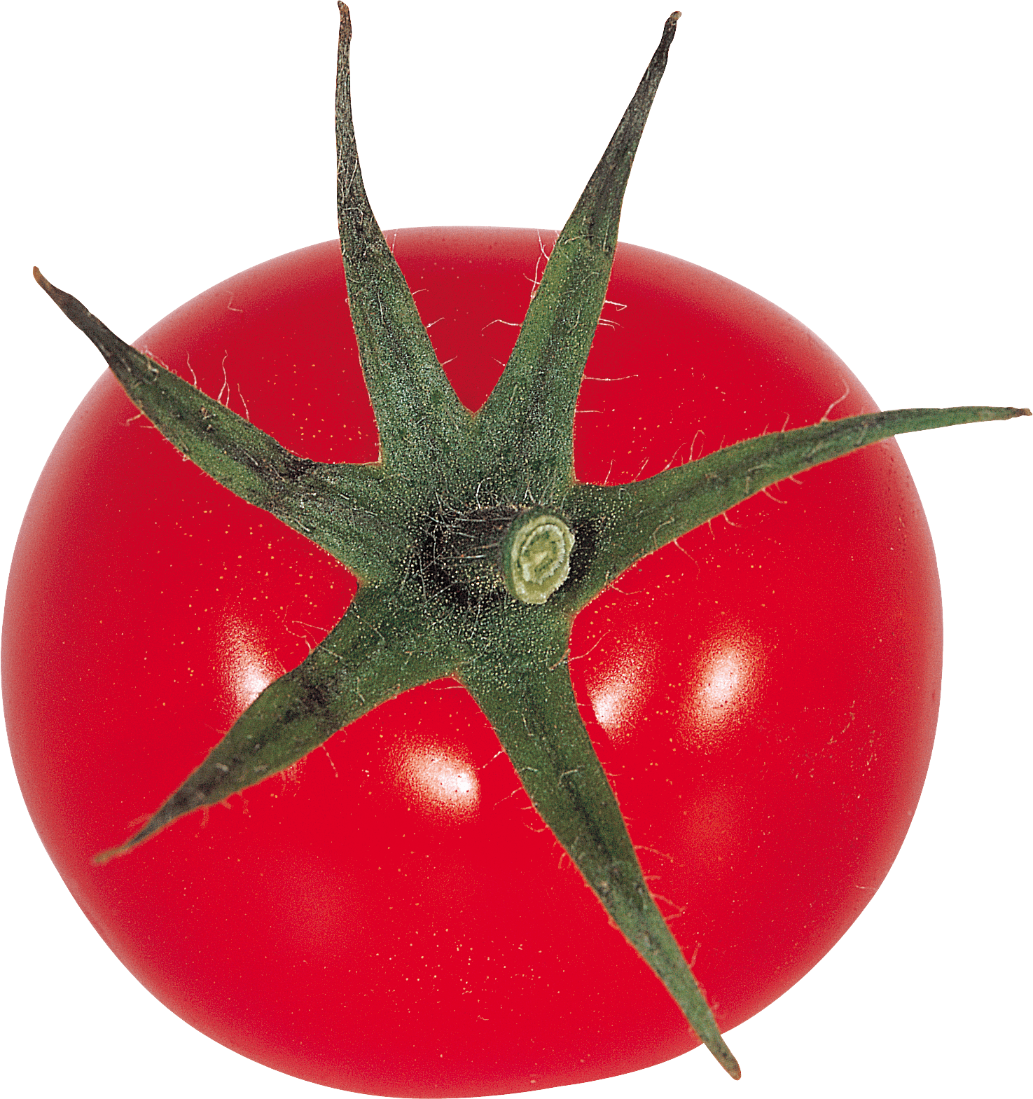 Tomato Png Image Transparent PNG Image