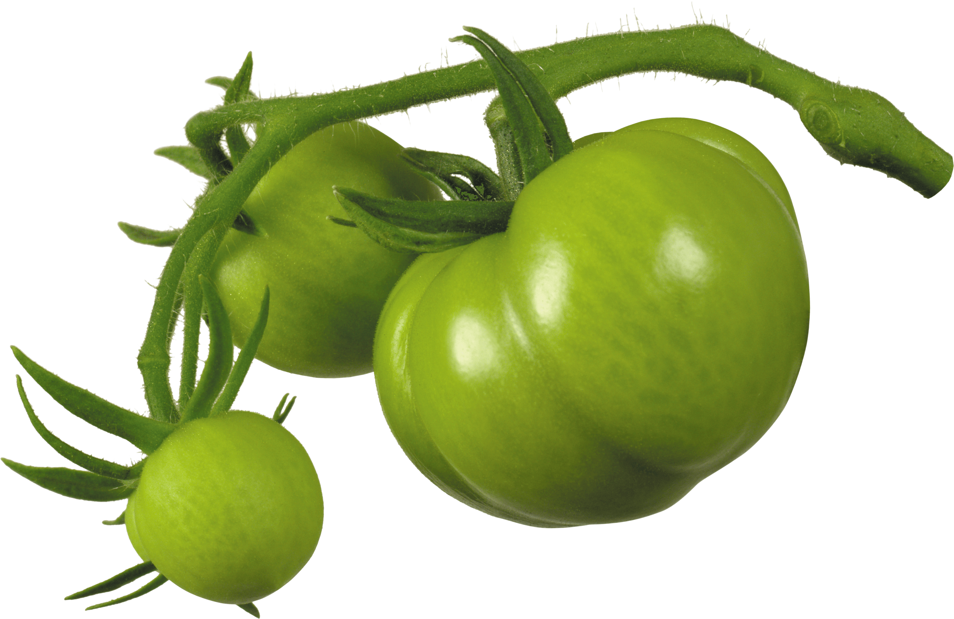 Tomato Png Image Picture Download Transparent PNG Image