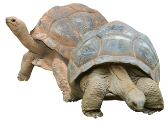 Tortoise Png Picture Transparent PNG Image