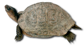 Tortoise Png Image Transparent PNG Image