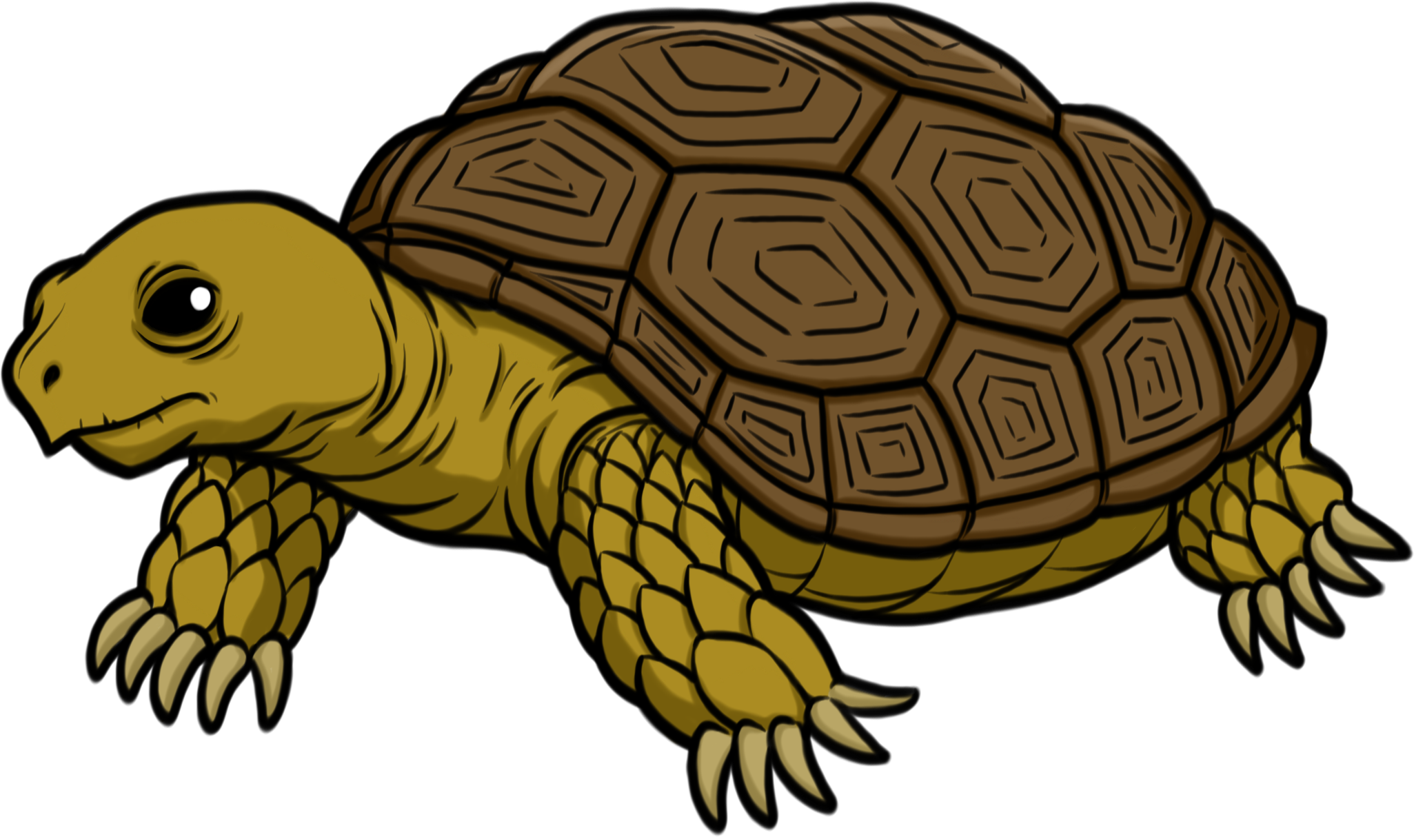 Tortoise Transparent Transparent PNG Image