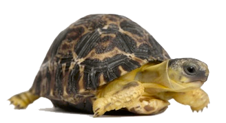 Tortoise Picture Transparent PNG Image