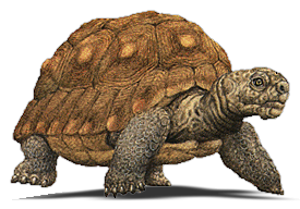 Tortoise Png Transparent PNG Image