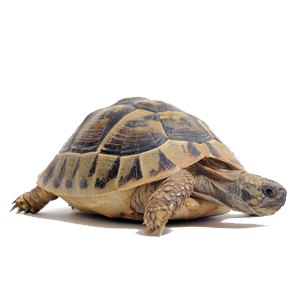 Tortoise Png Clipart Transparent PNG Image