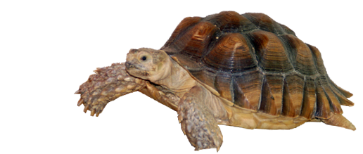 Tortoise Free Png Image Transparent PNG Image