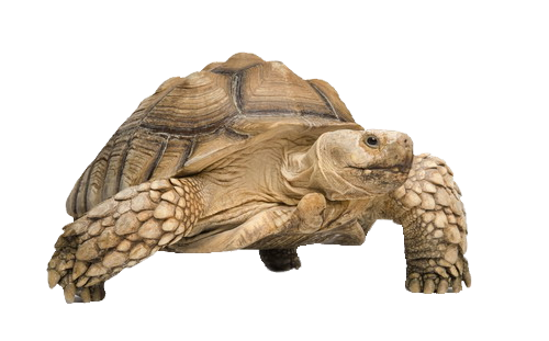 Tortoise Free Download Png Transparent PNG Image