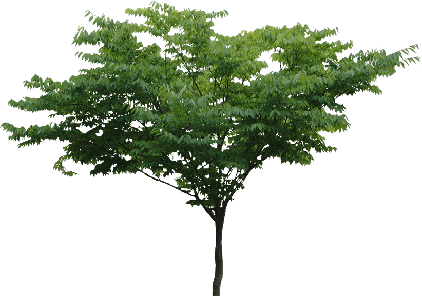 Tree Png File Transparent PNG Image