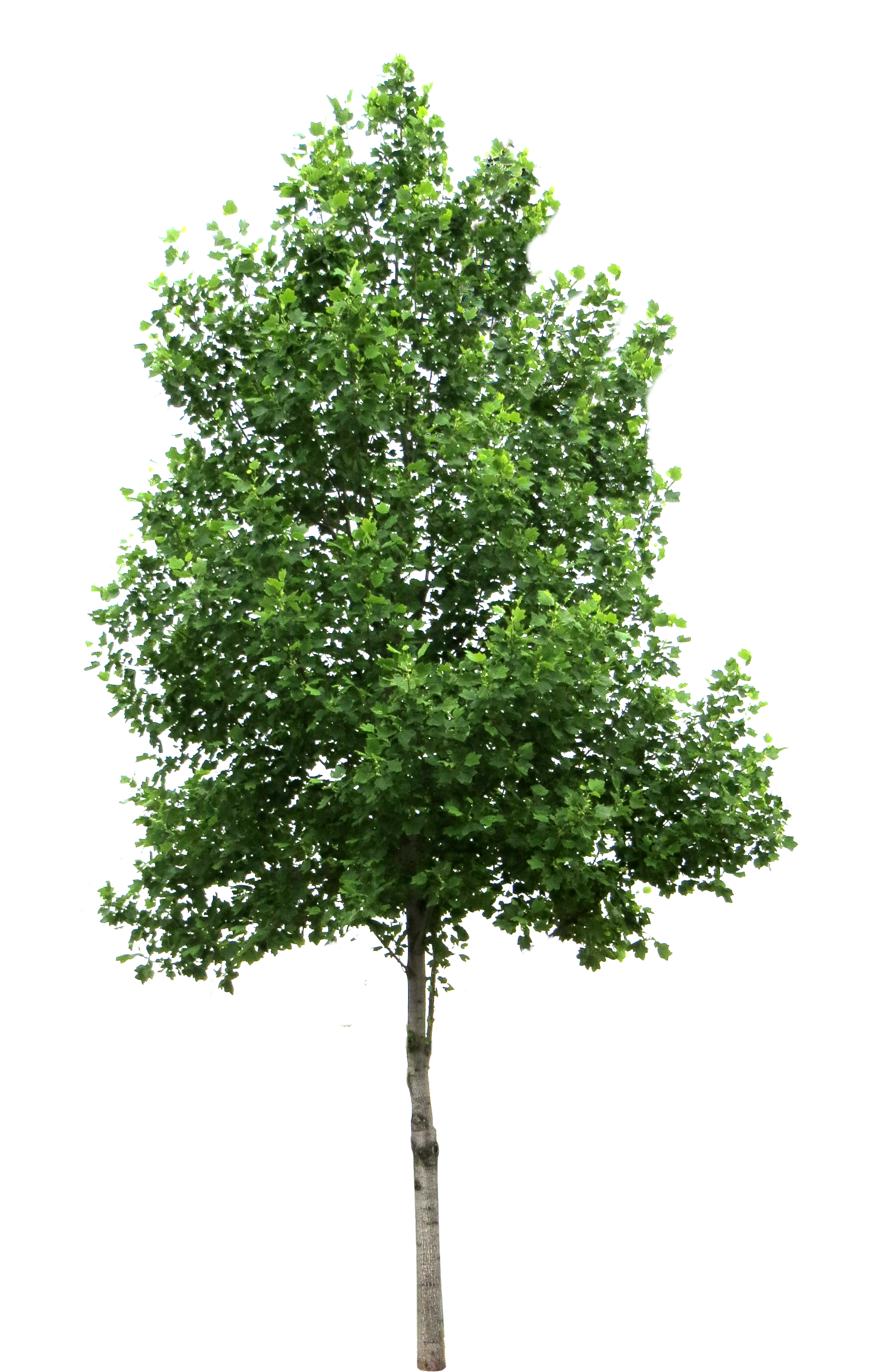 Tree Picture Transparent PNG Image