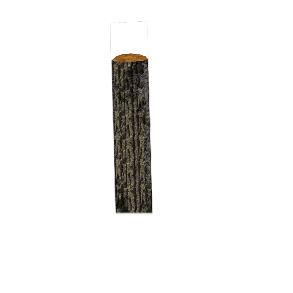 Tree Trunk PNG Image High Quality Transparent PNG Image