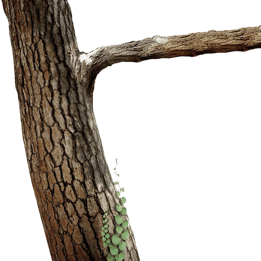 Tree Branch Trunk Download Free Image Transparent PNG Image