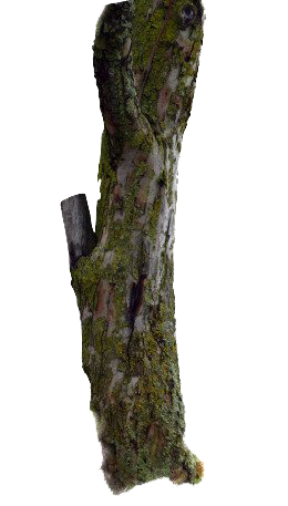 Photos Tree Branch Trunk Free Photo Transparent PNG Image