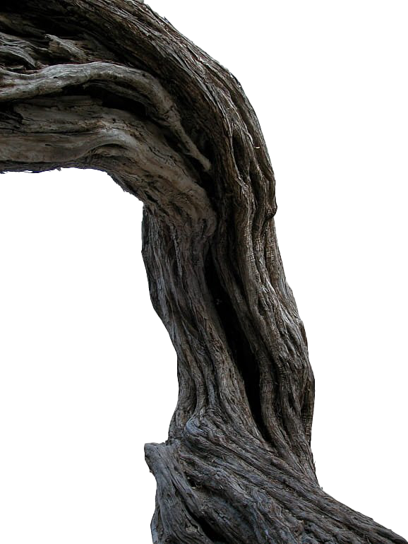 Pic Tree Branch Trunk Free Download Image Transparent PNG Image