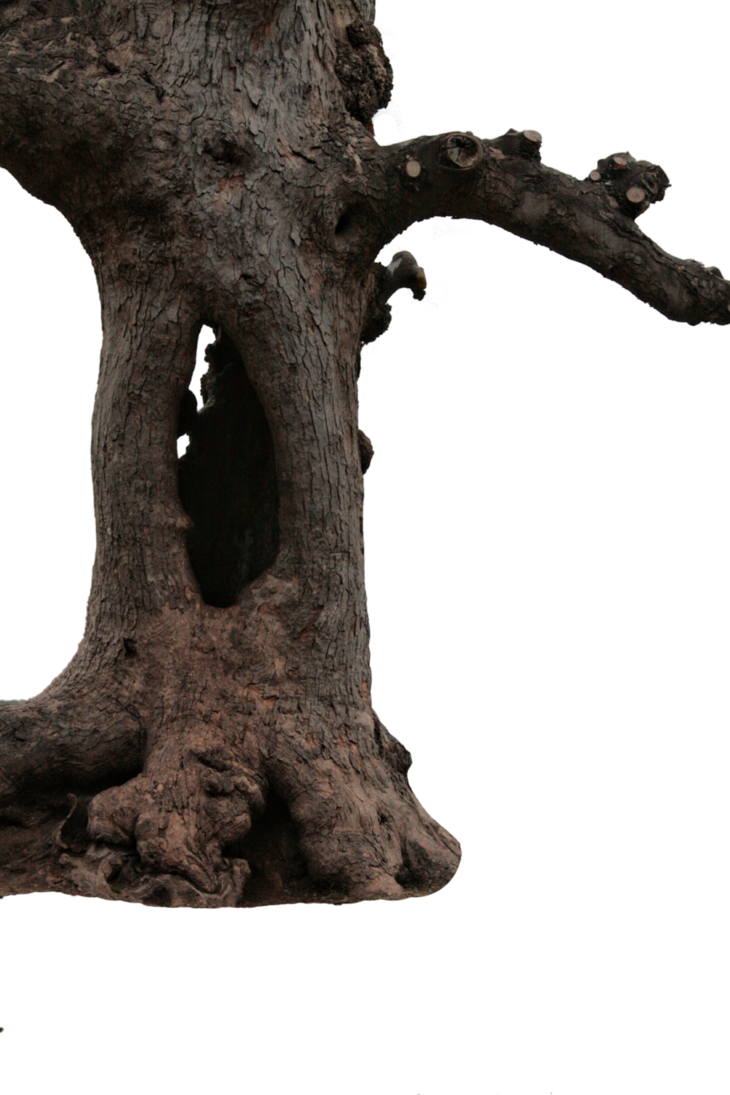 Tree Branch Trunk Download HD Transparent PNG Image