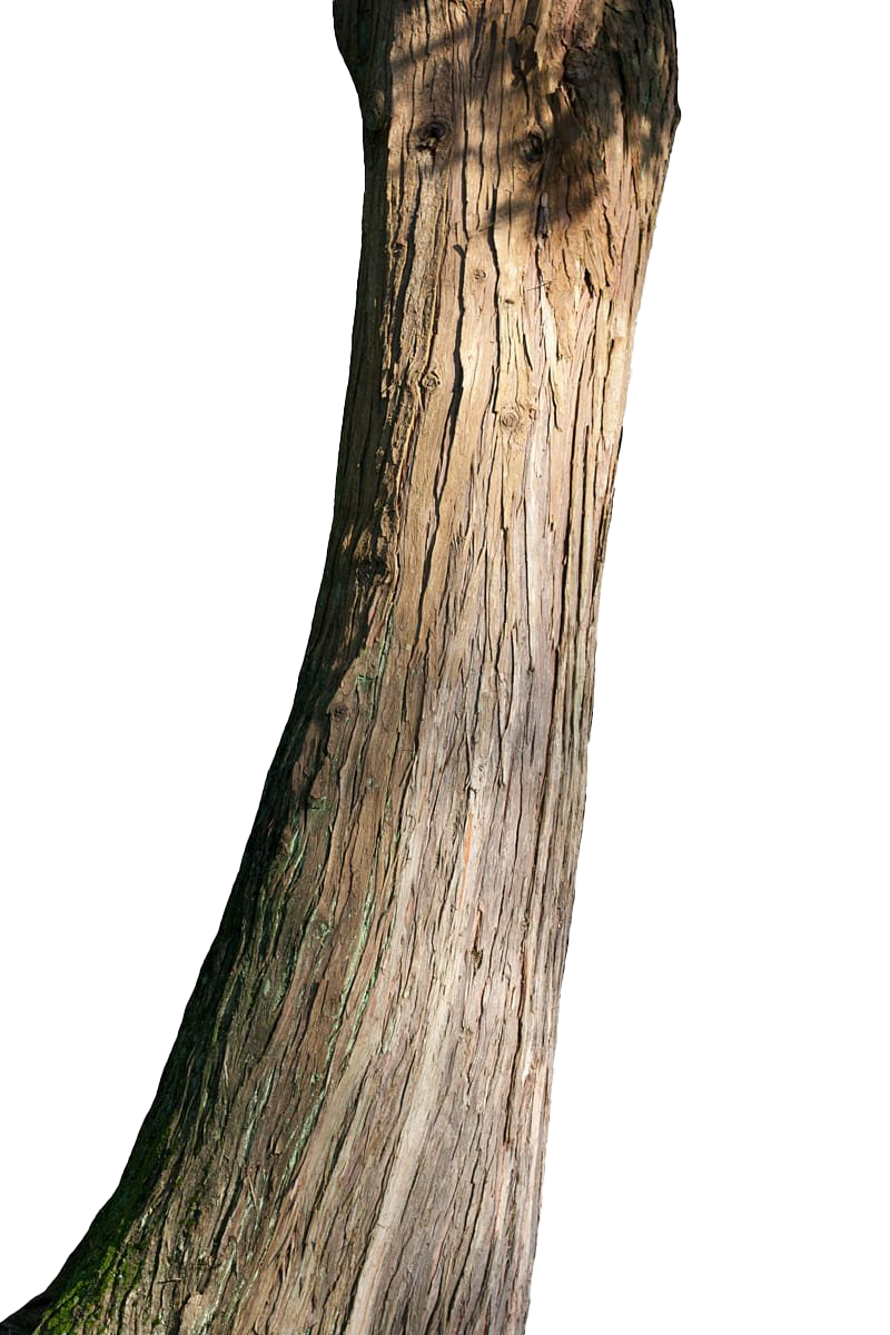 Tree Branch Trunk Free Transparent Image HQ Transparent PNG Image