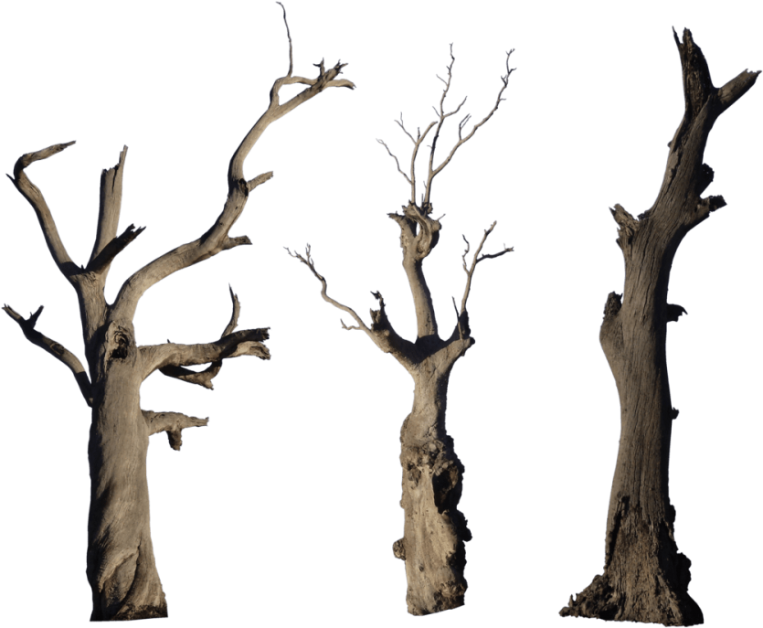 Tree Branch Trunk HD Image Free Transparent PNG Image