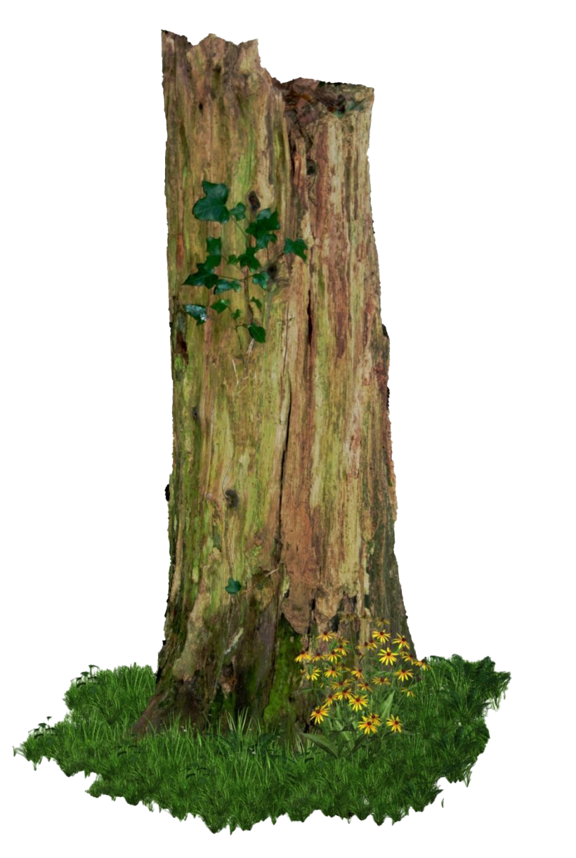 Tree Stump Trunk HQ Image Free Transparent PNG Image