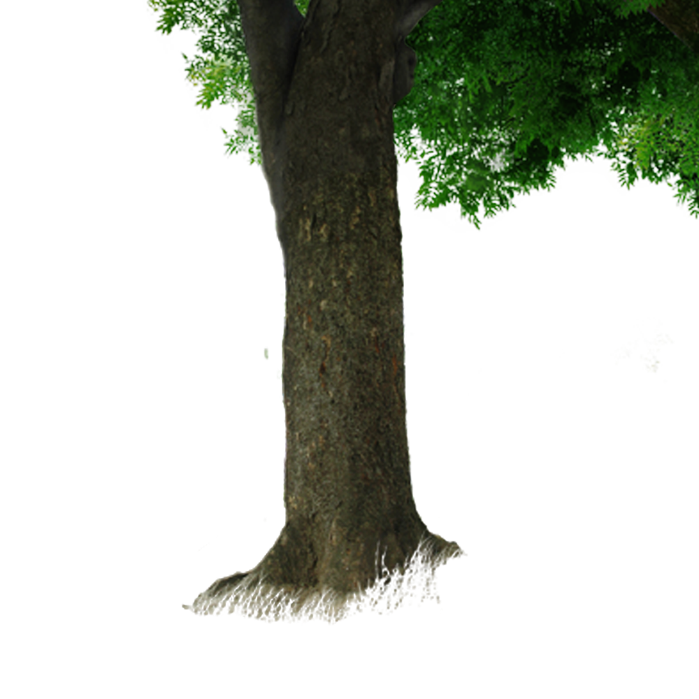 Tree Trunk Free Download PNG HQ Transparent PNG Image