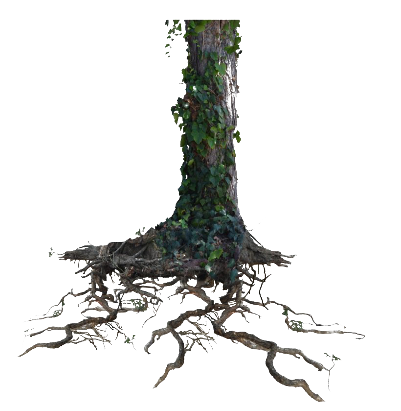 Tree Trunk Free PNG HQ Transparent PNG Image