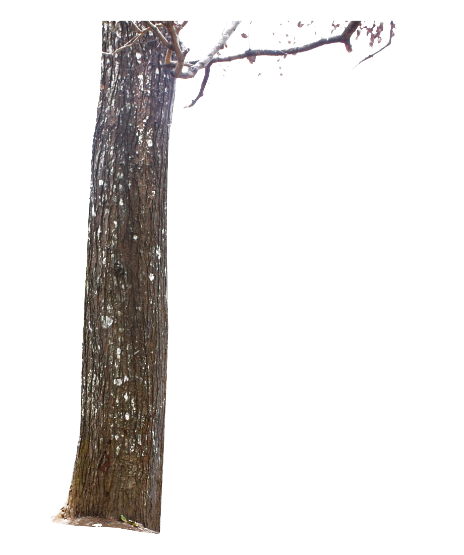 Tree Trunk PNG File HD Transparent PNG Image