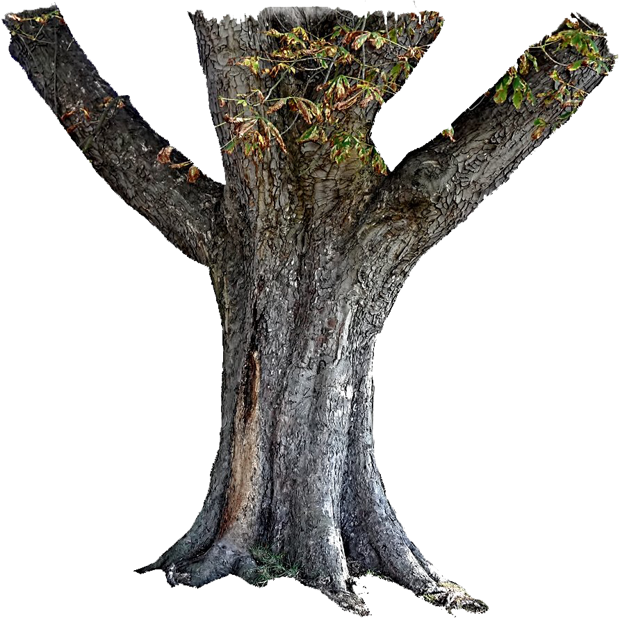 Tree Trunk Free Photo Transparent PNG Image