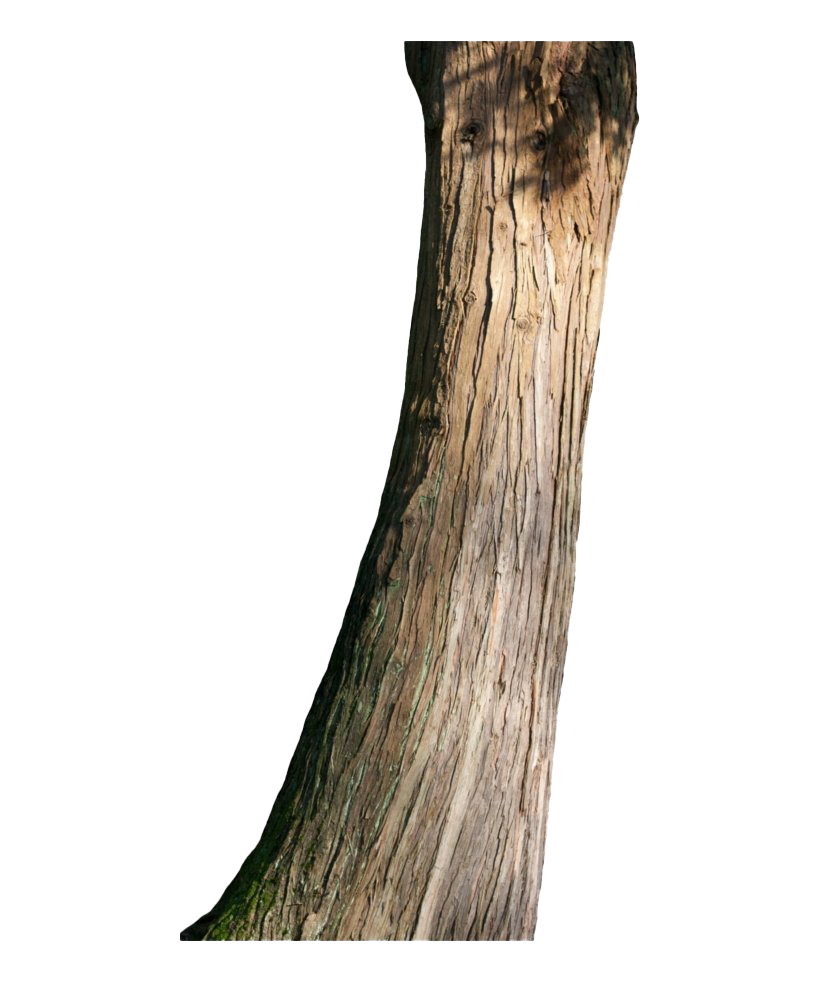 Tree Trunk Free Transparent Image HD Transparent PNG Image