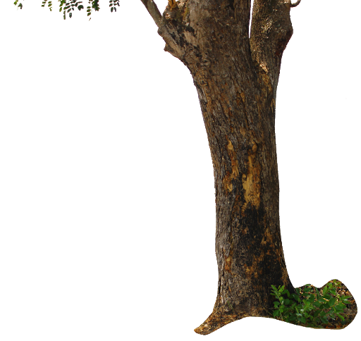 Picture Tree Trunk HQ Image Free Transparent PNG Image